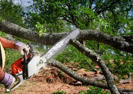 Reliable Lemont Furnace, PA  Tree Services Solutions