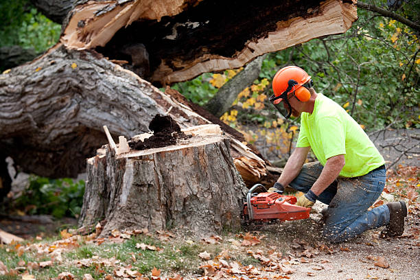 Best Commercial Tree Services  in Lemont Furnace, PA