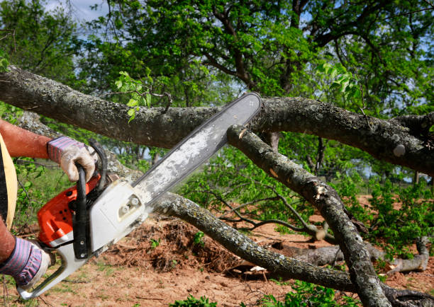  Lemont Furnace, PA Tree Services Pros